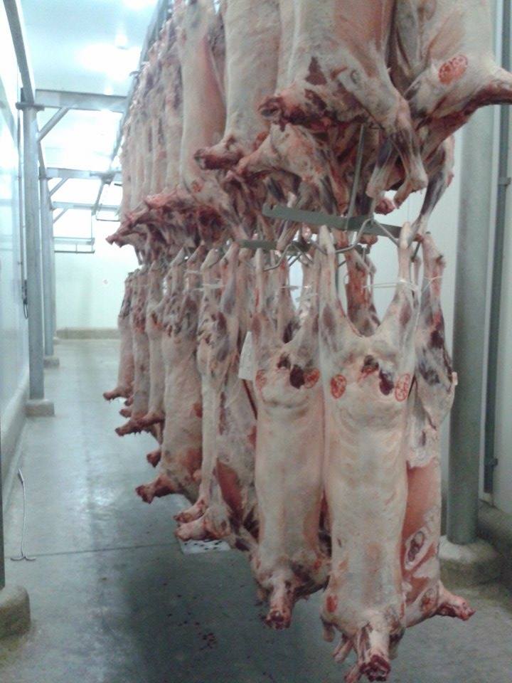 Centro de procesamiento de carne “HALAL”