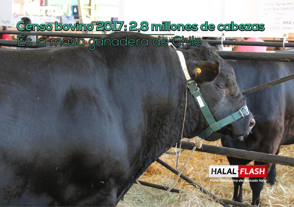 Censo bovino 2017: 2,8 millones de cabezas es la masa ganadera de Chile
