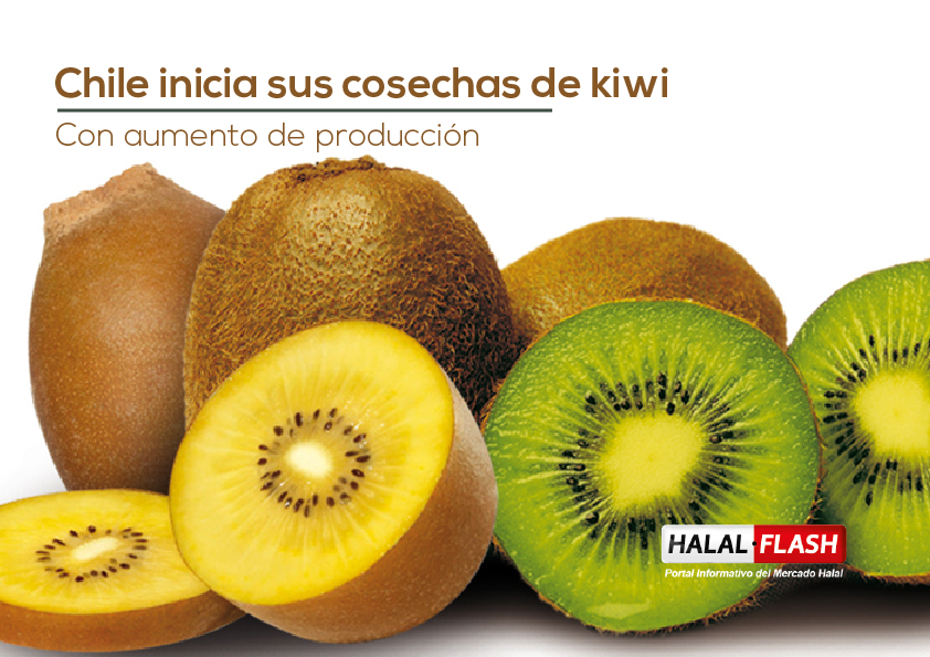 Chile inicia sus cosechas de kiwi con aumento de producción