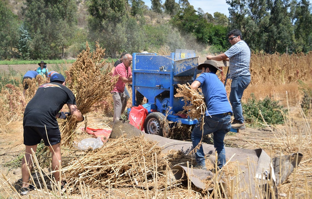 MÁS DE 500 PERSONAS PARTICIPARON EN LA SEGUNDA VERSIÓN DE LA TRILLA DE LA QUINUA EN PAPUDO