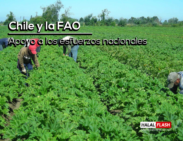 Chile y la FAO Apoyo a los esfuerzos nacionales para reducir el hambre y desarrollar los sectores agrícolas de forma sostenible