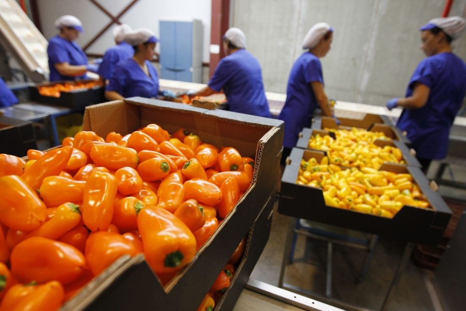 Nuevos mercados para los Agro-alimentarios para el Grupo SACSA (México)