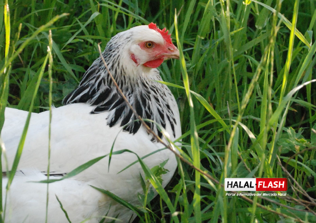 Ebro Foods se compromete a usar sólo huevos de gallinas sin jaula desde 2025