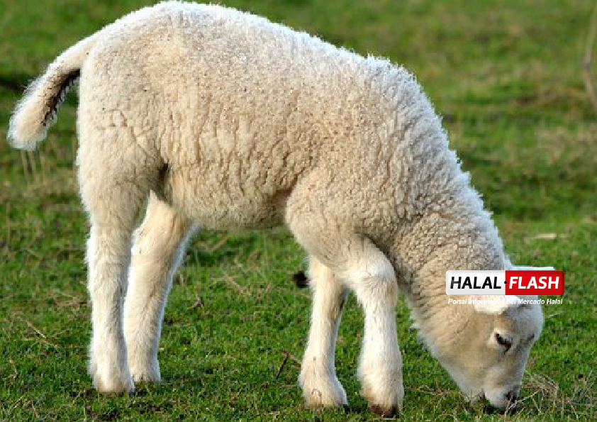 El legislador australiano empuja para poner fin a las exportaciones de ovejas en vivo, amenaza el equilibrio del gobierno