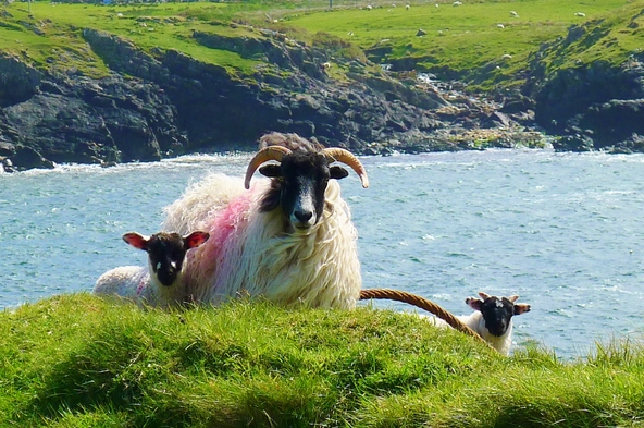 El etiquetado electrónico es obligatorio para todas las ovejas en Irlanda