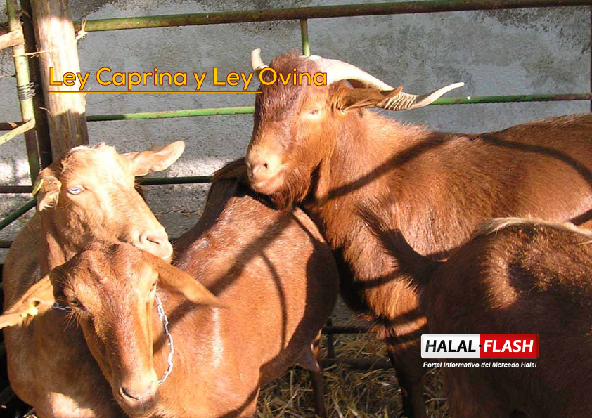 Avanzan en proyectos de Ley Caprina y Ley Ovina