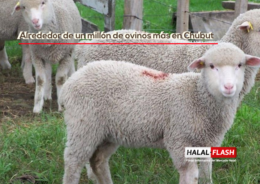 Alrededor de un millón de ovinos más en Chubut