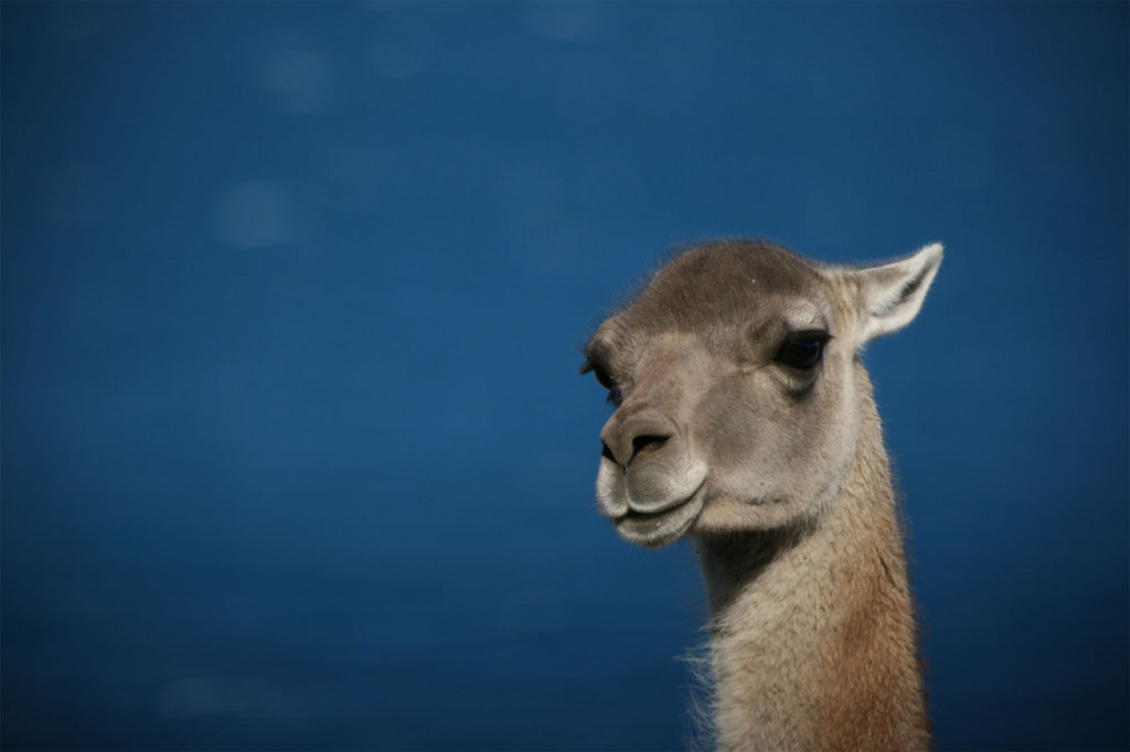 Bélgica, el primer país en recibir carne de guanaco de la Patagonia