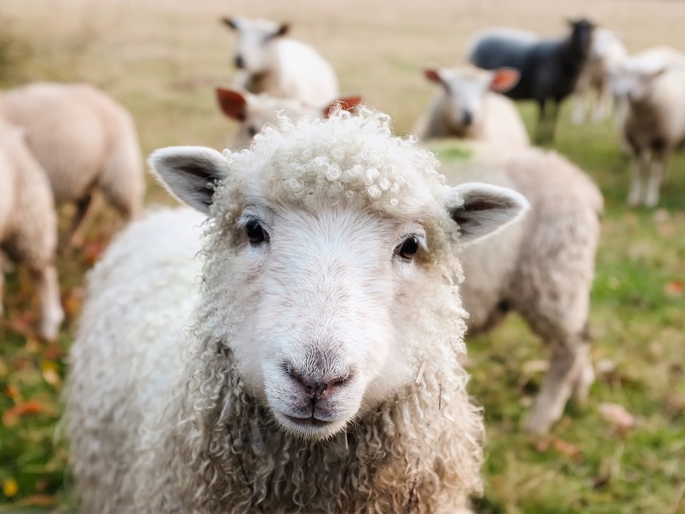 Los veterinarios británicos piden aclaraciones sobre el asunto del cordero exportado
