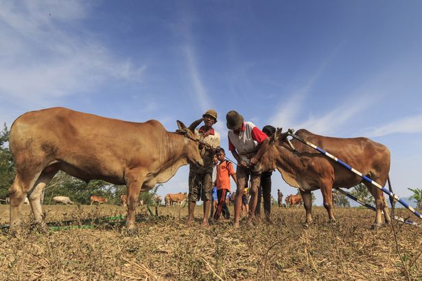 Rebaño nacional de Indonesia está creciendo a través de la inseminación artificial