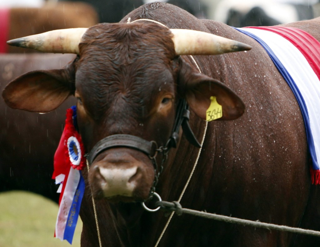 Paraguay : Exportación de carne a Chile toma relevancia a fin de año