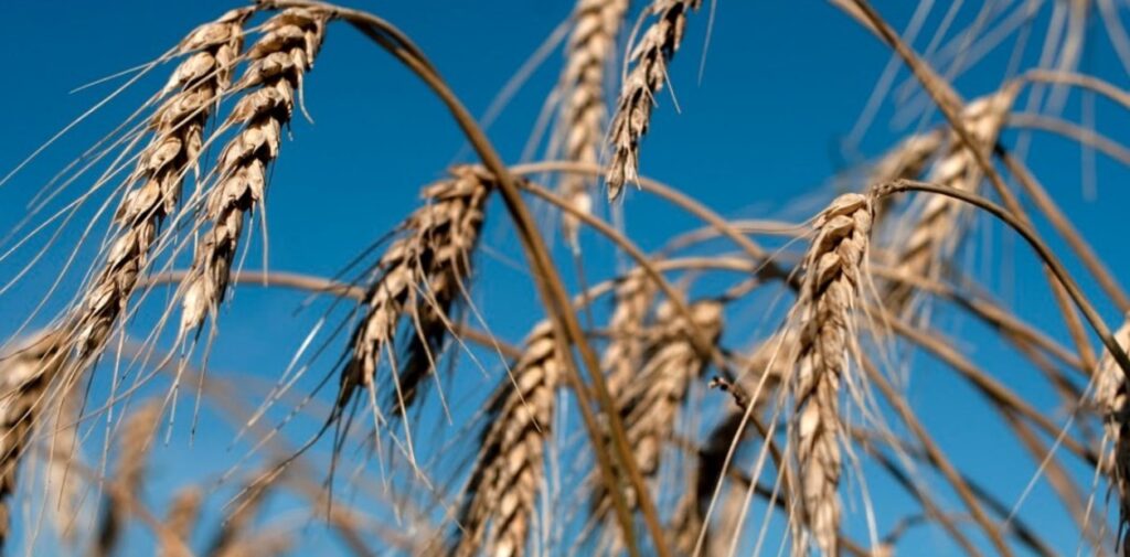 Argelia rechaza el trigo argentino por su mala calidad