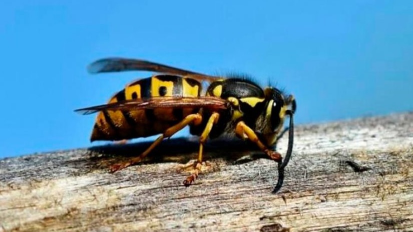 SAG LOS LAGOS LIBERA AVISPA PARA COMBATIR PLAGA FORESTAL
