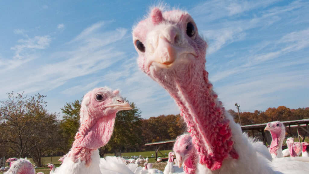 Pavo contaminado con salmonella descubierto por el FSIS