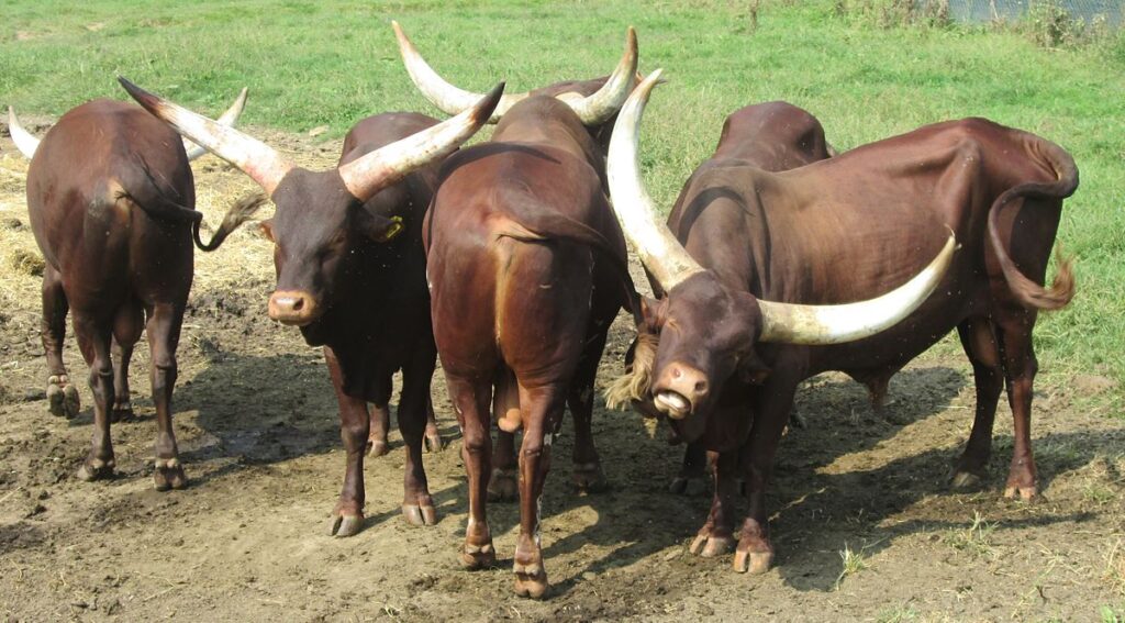 Ruanda busca exportar más carne a China