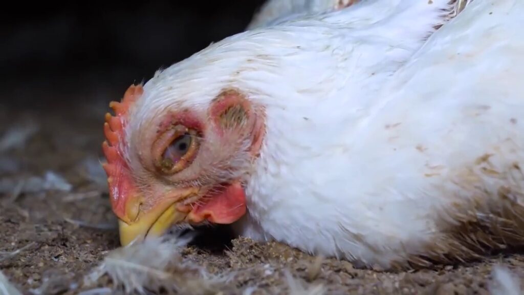 España : Ecologistas en Acción presentadas alegaciones a una instalación de cría intensiva de pollos en Castellón