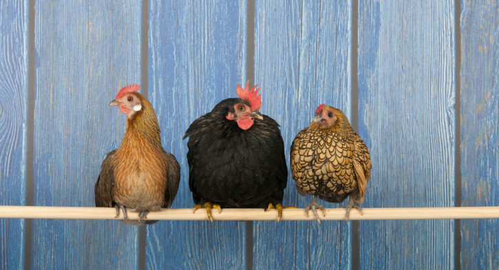 Perdue implementa nuevo programa de bienestar animal.