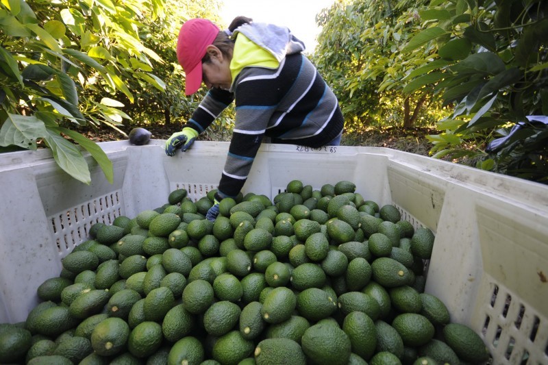 Perú: Agroexportaciones sumaron US$ 783 millones en enero de este año y crecieron 20%