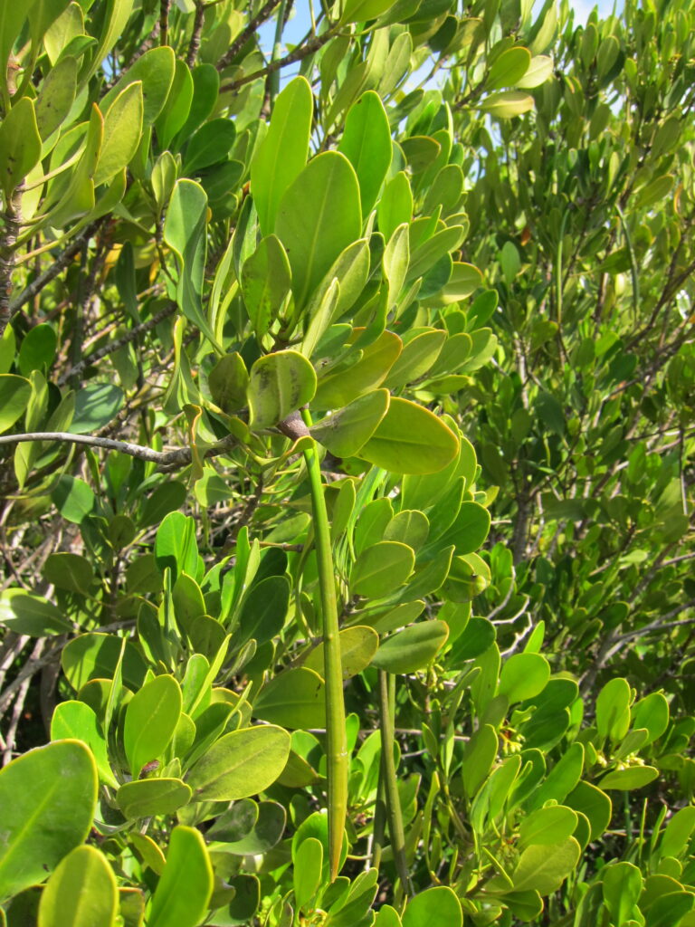 Árbol Tagal sirve de alimento para los bovinos