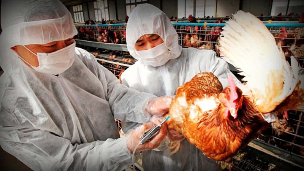 Un brote de gripe aviar puede ser desastroso para Vietnam