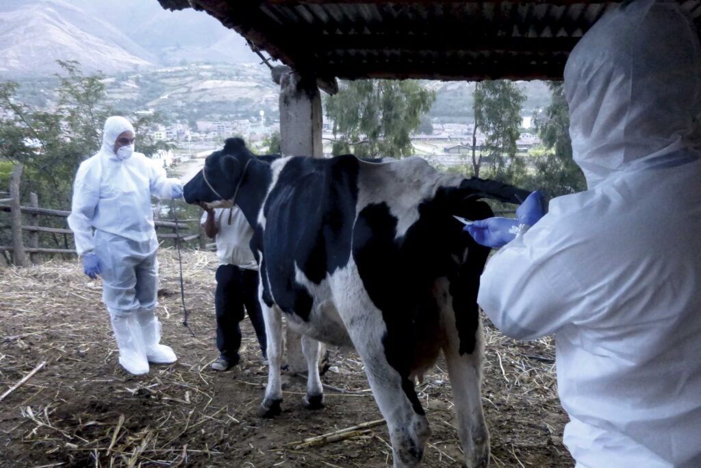 Colombia : Solo 6% de los predios de la región es libre de aftosa