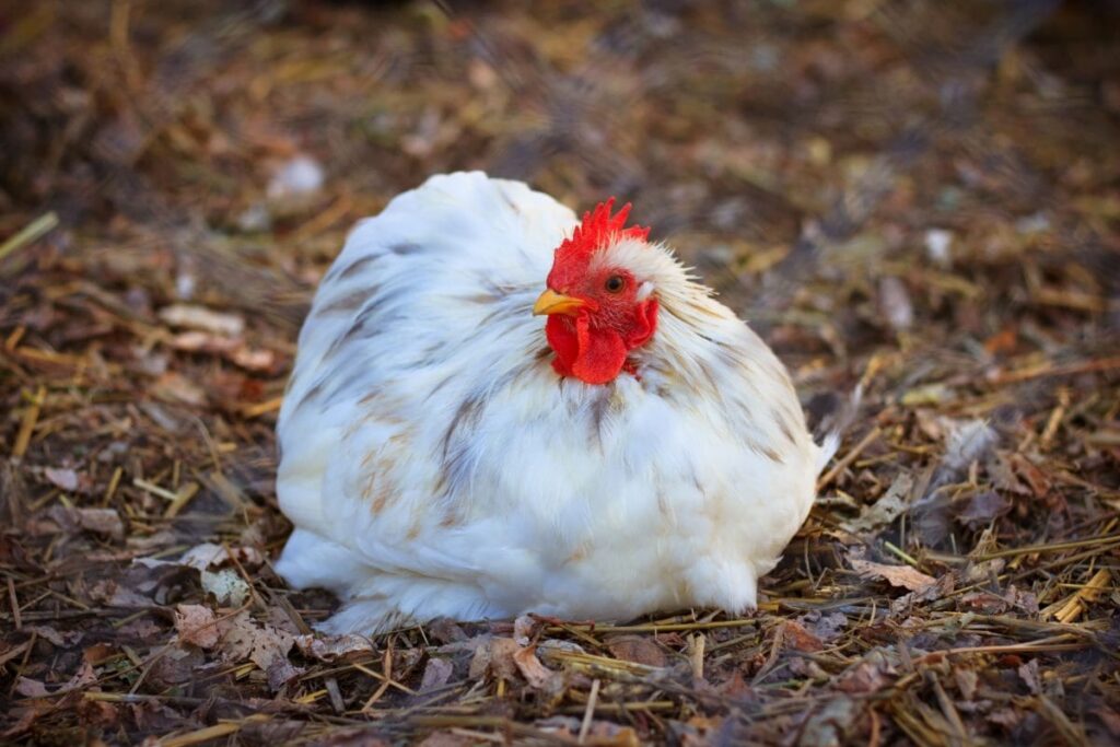 Brasil supera las 316.000 t de carne de aves exportadas en febrero