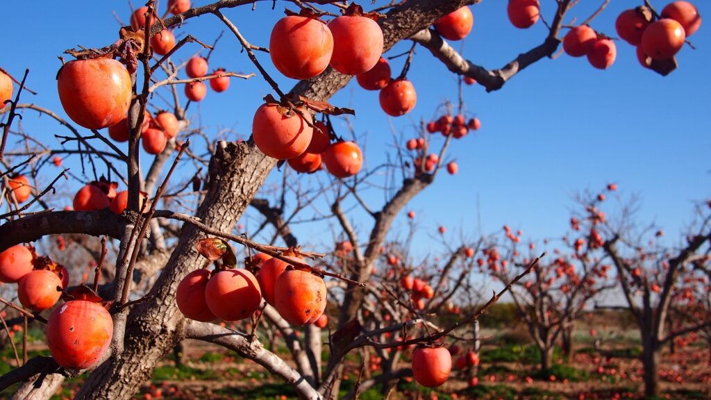 El hemisferio norte está buscando caqui en mercados como Perú, Uruguay y Sudáfrica