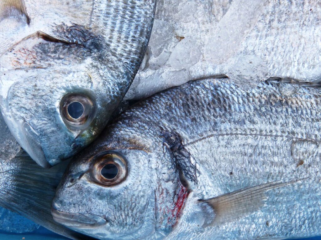 Dorada a la sal