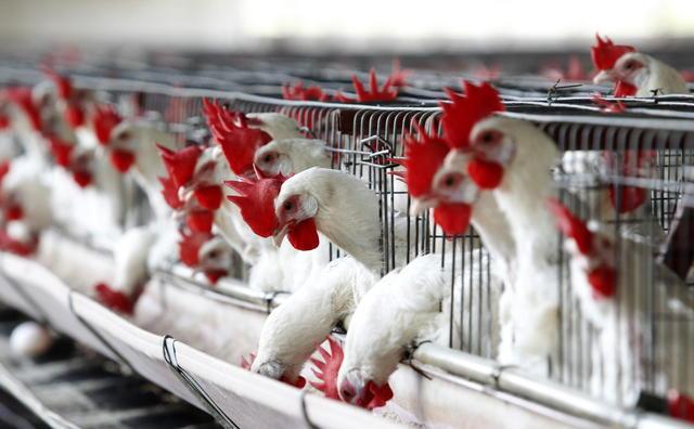 CP Foods abrirá una planta avícola en Vietnam