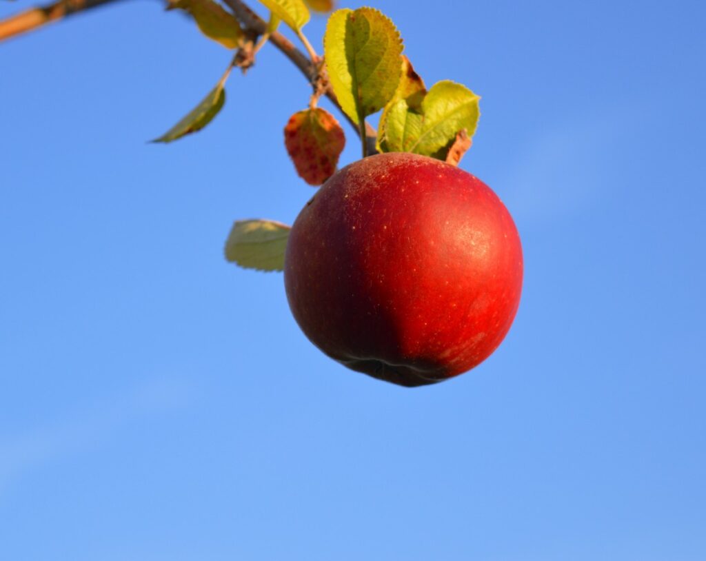 A partir de residuos de la manzana crean producto natural contra el estreñimiento