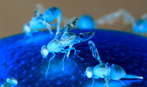 Australia: buscan desarrollar nueva tecnología para controlar la mosca de la fruta