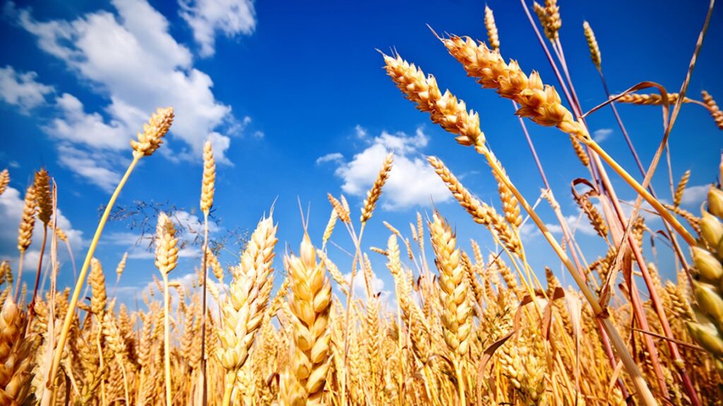 Australia reduce su pronóstico de exportación de trigo