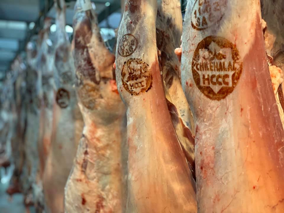 Chilehalal abriendo faena Halal en Cisne Austral Coyhaique en el sur de Chile