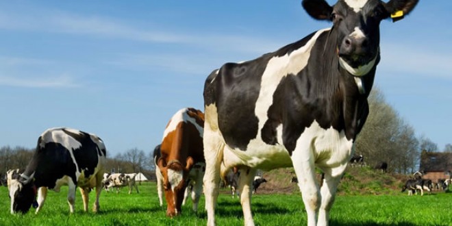 Uruguay: FAENA DE VACAS LECHERAS MARCÓ UN NUEVO MÁXIMO EN DOCE MESES