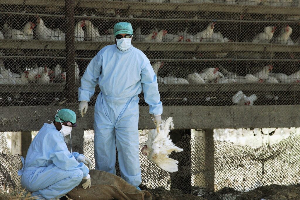 Nuevos brotes de gripe aviar reportados en Bulgaria