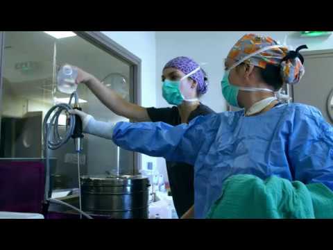 El papel clave de los veterinarios durante la crisis del coronavirus