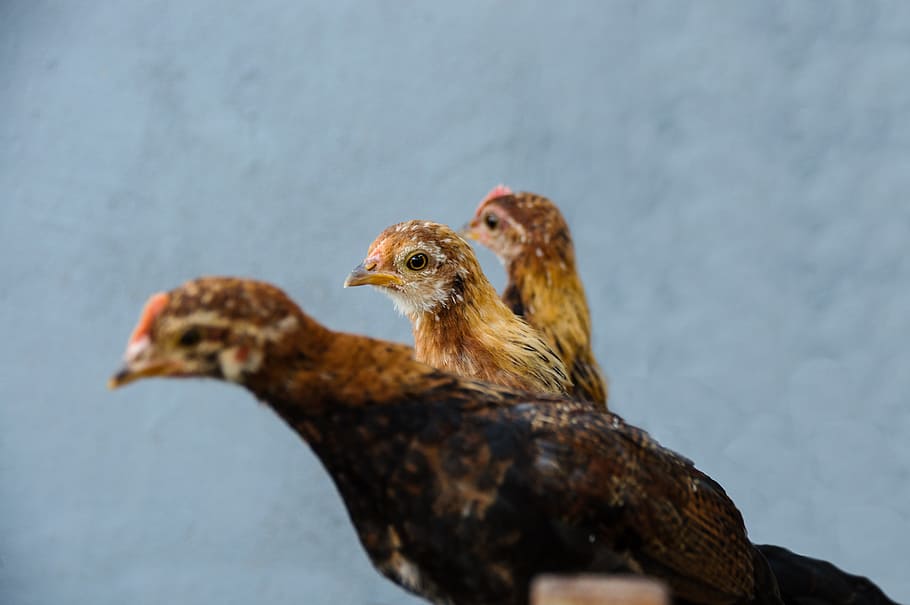 Sudáfrica planea aumentar aranceles para aves de corral de EE. UU. Y Brasil