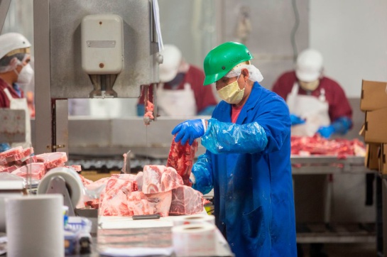 Creció 6% exportación mexicana de ganado bovino a EEUU