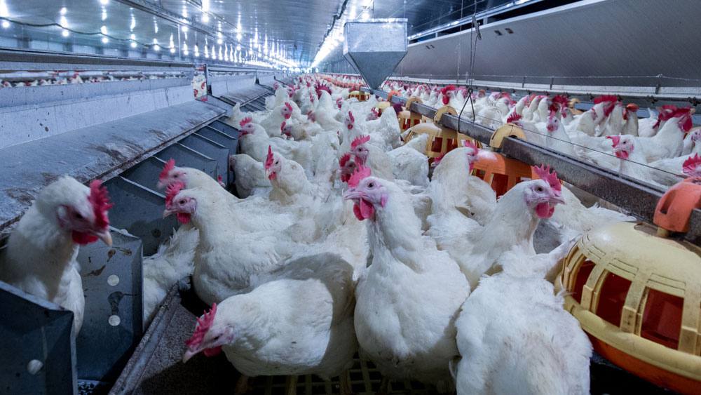 La producción avícola sudafricana aumenta un 5%