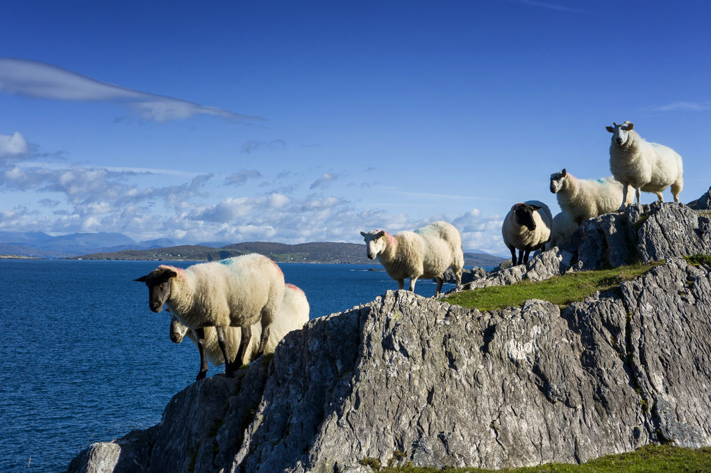 El sector de la carne de ovino de Escocia se preocupa por el Brexit