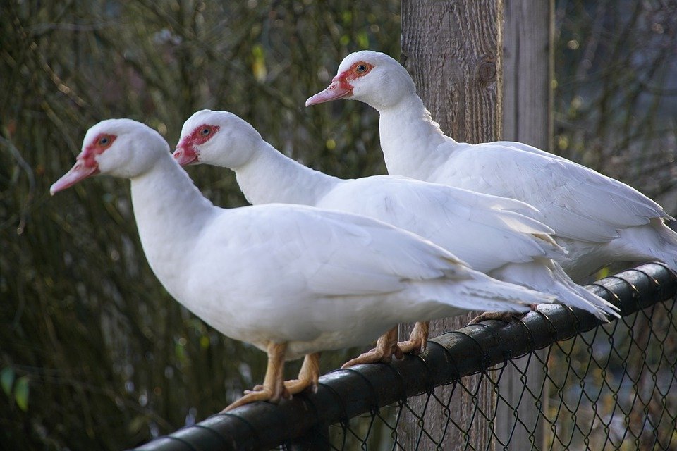 600.000 patos serán sacrificados en Francia