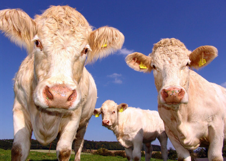 Malasia prohíbe las importaciones de carne de vacuno certificada halal procedente de España