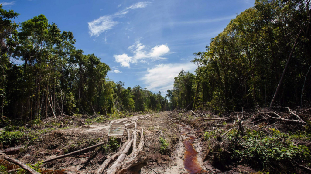 La industria cárnica brasileña ayuda a reducir la deforestación