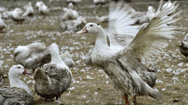 El sacrificio de aves en Francia alcanza los 2 millones de cabezas