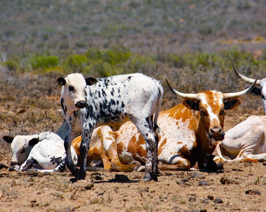 Namibia exportó más ganado vivo que carne