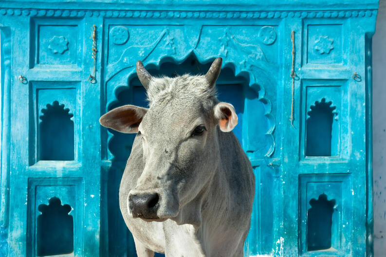 La baja demanda de carne de vacuno de Vietnam colapsa la industria india