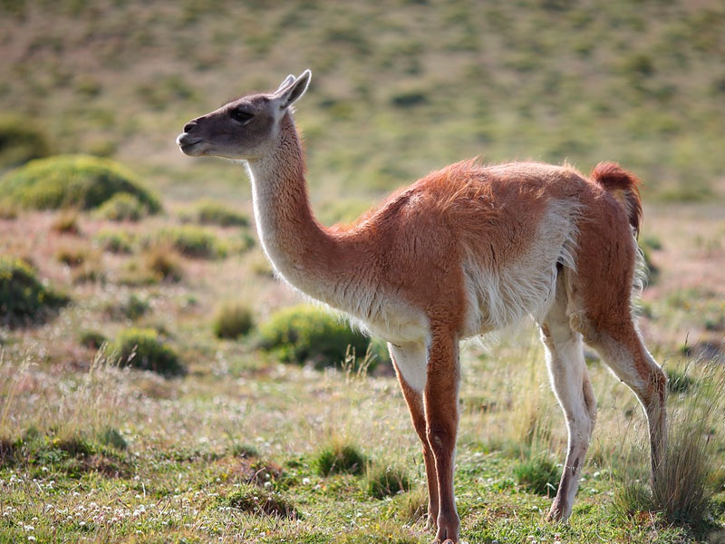 Evaluación sensorial de elaborados en base a carne de guanaco