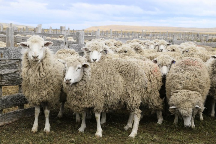 La producción de cordero del Reino Unido desciende a finales de 2021