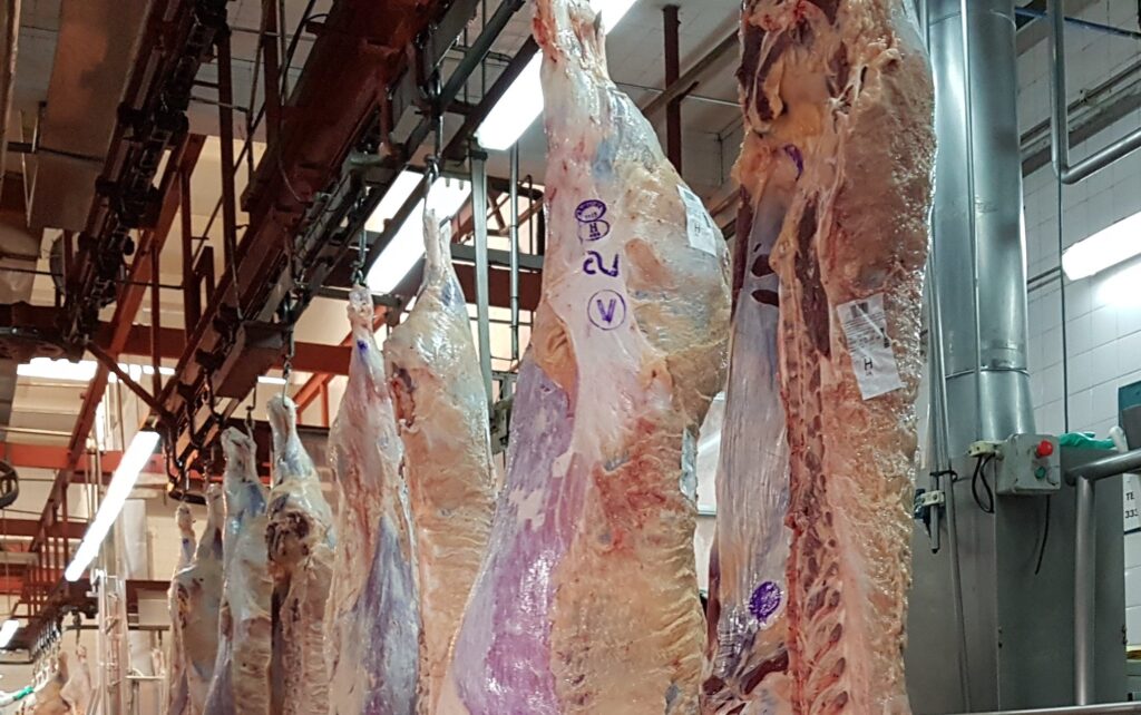 Exportación de carne bovina chilena se contrae 6% durante 2021