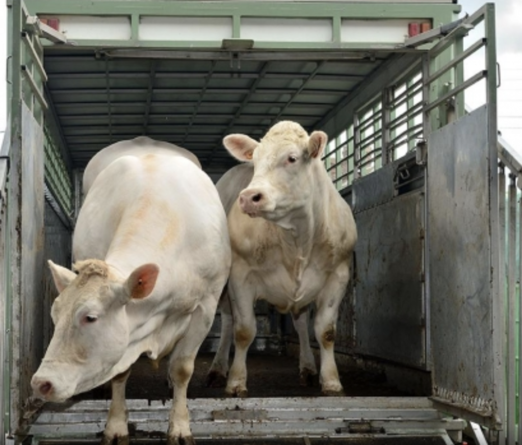 Recomendaciones de la EFSA para mejorar el bienestar animal durante el transporte